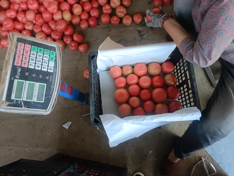 精品硬粉大西红柿，品质保证，产地直发！商超，市场，电商！