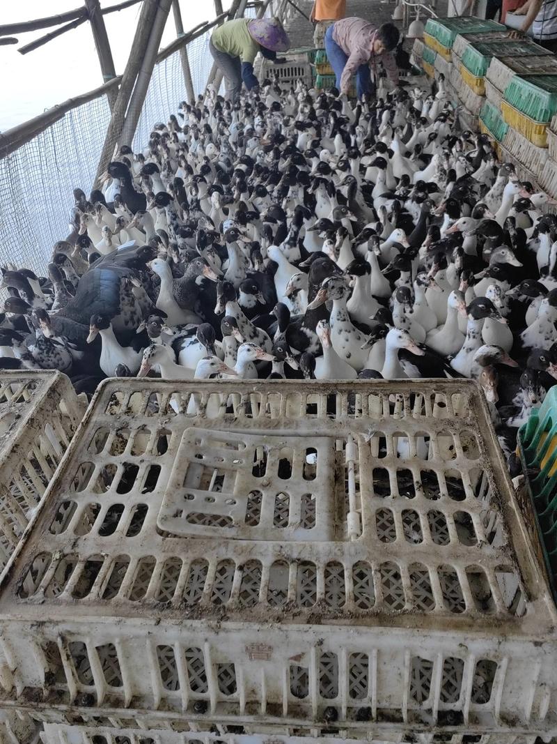 广东精选黑番鸭养殖基地货源充足保质保量供应全国