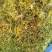 金银花中药材金银花无硫无添加批发零售各种规格