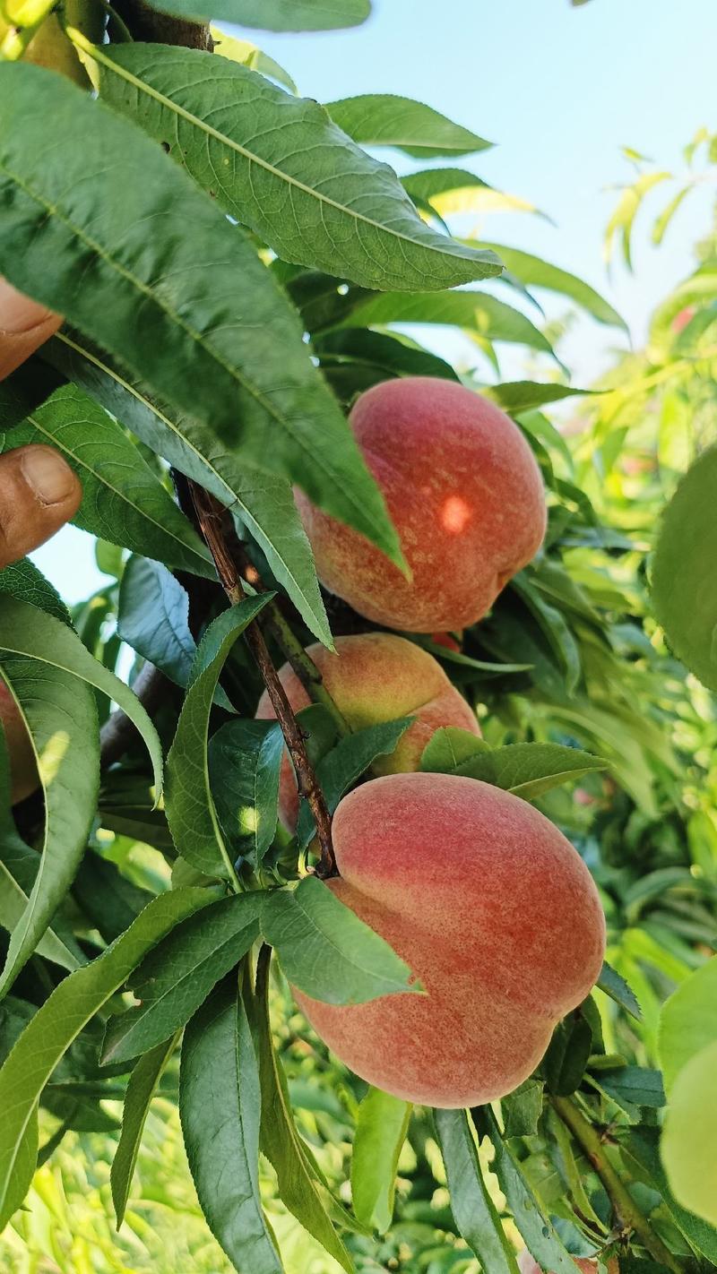 四川大基地春美桃子大量上市口感好，颜色好，质量保证