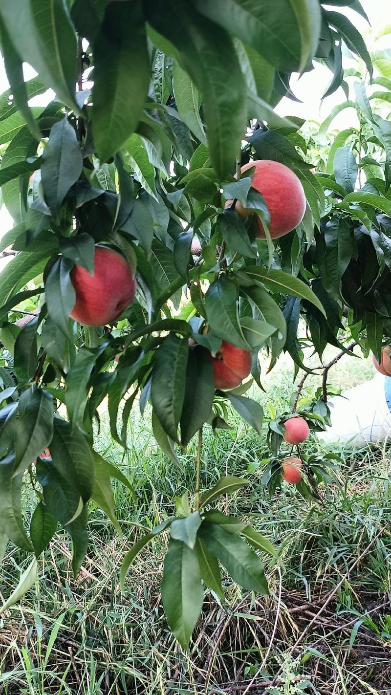 四川大基地春美桃子大量上市口感好，颜色好，质量保证