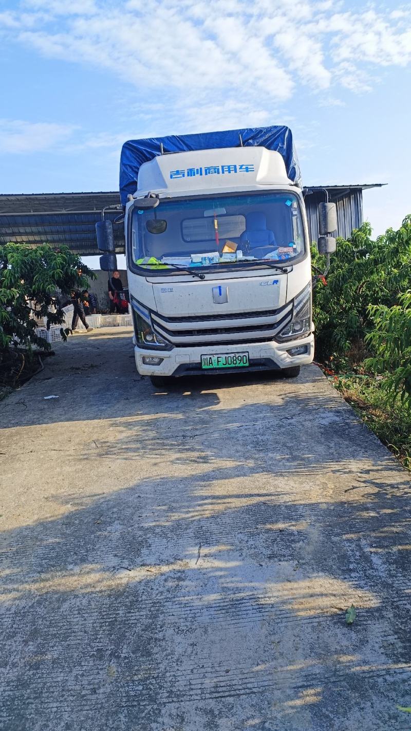 四川大基地春美桃子大量上市口感好，颜色好，质量保证