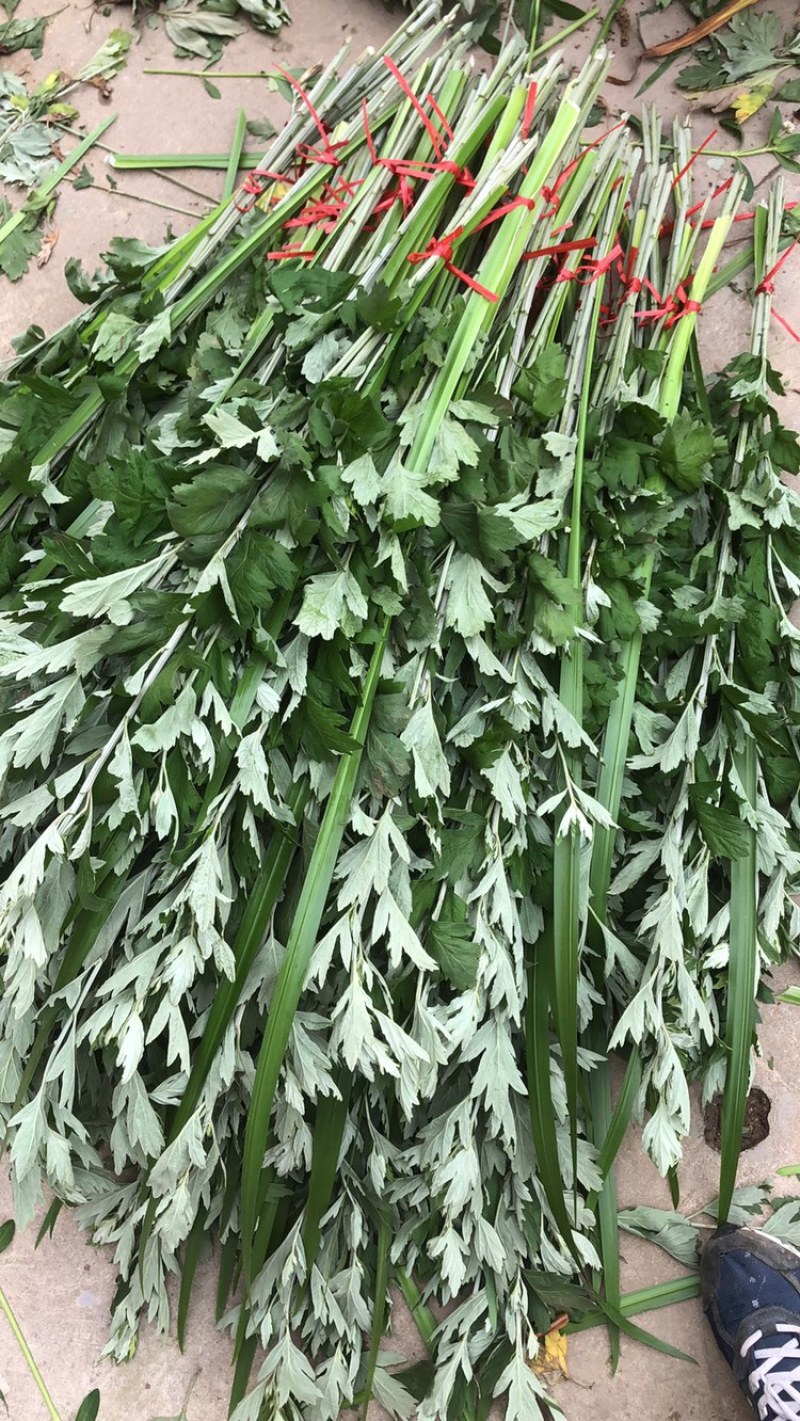 端午新鲜艾草菖蒲