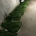 端午新鲜艾草菖蒲