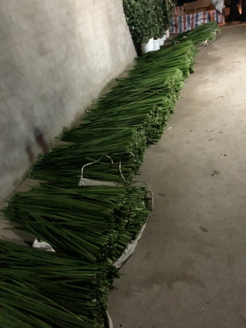 端午新鲜艾草菖蒲