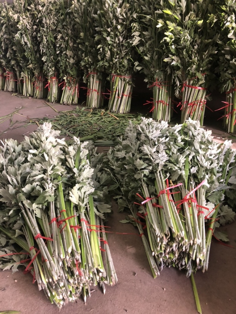 端午新鲜艾草菖蒲