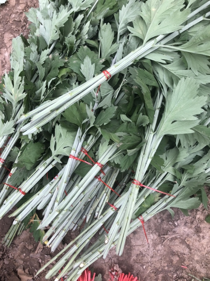 端午新鲜艾草菖蒲