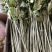 端午新鲜艾草菖蒲