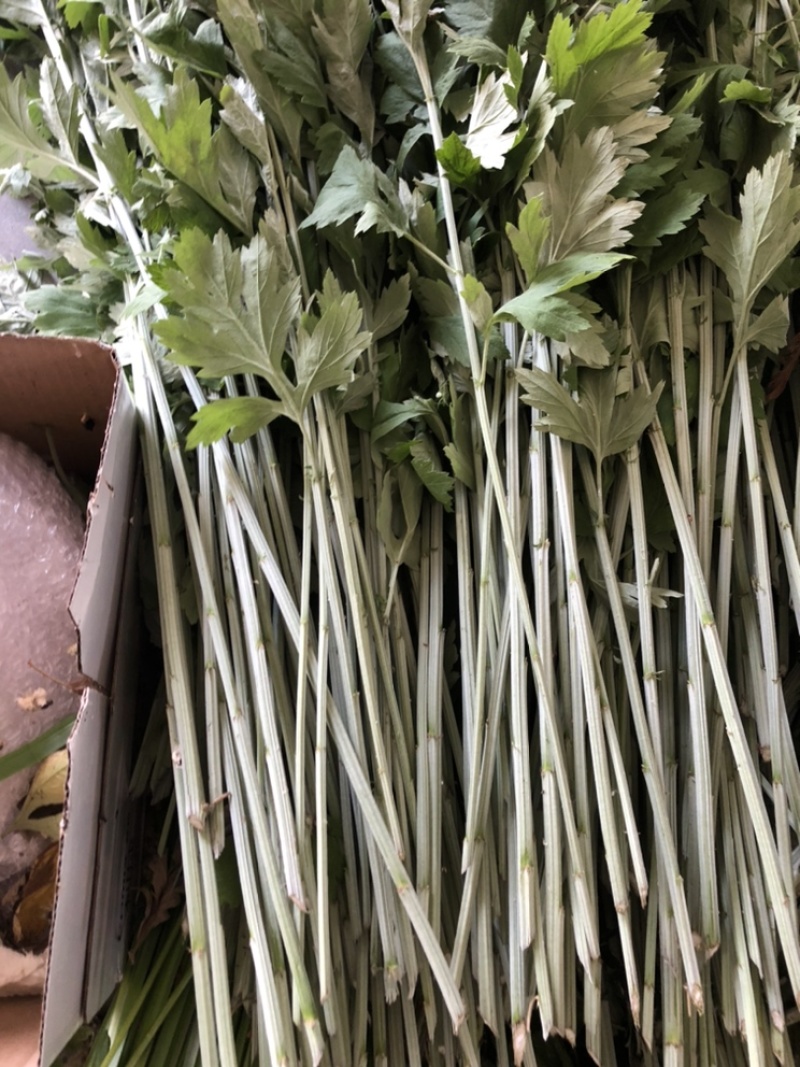 端午新鲜艾草菖蒲