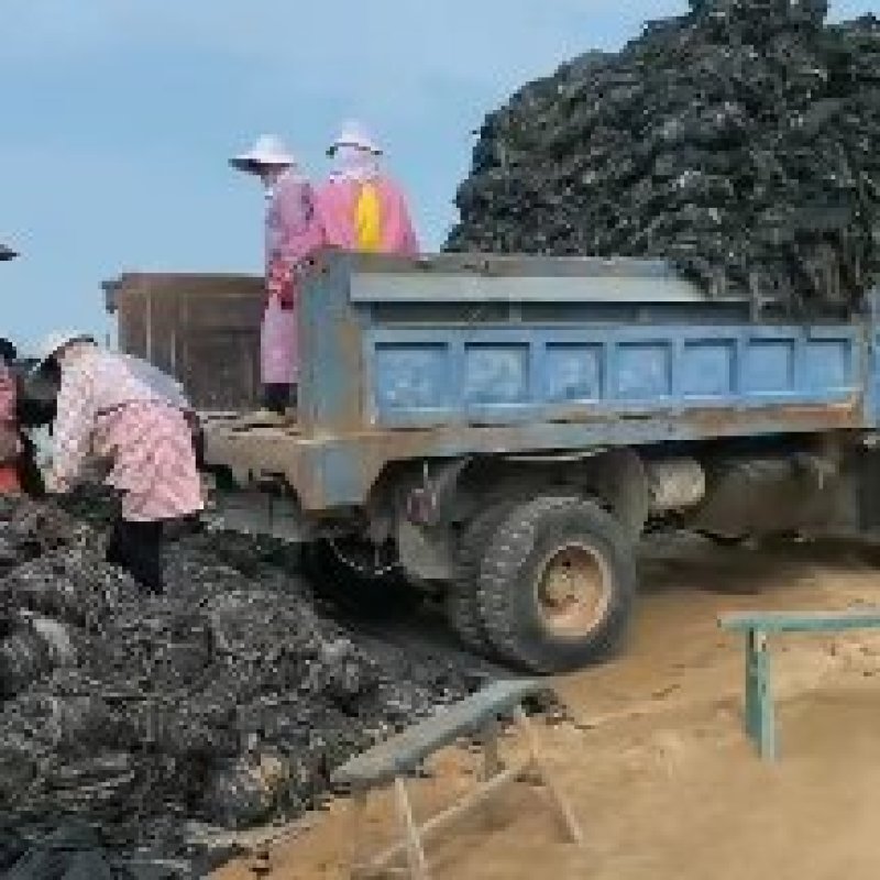 福建莆田干海带自厂自销批发