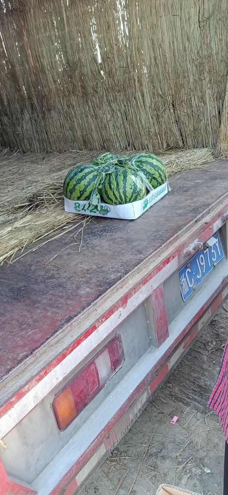 没都西瓜