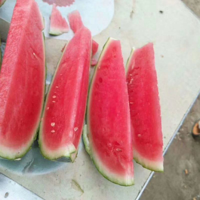 没都西瓜