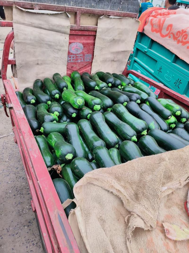 河南精品南瓜大量上市一手货源保质保量