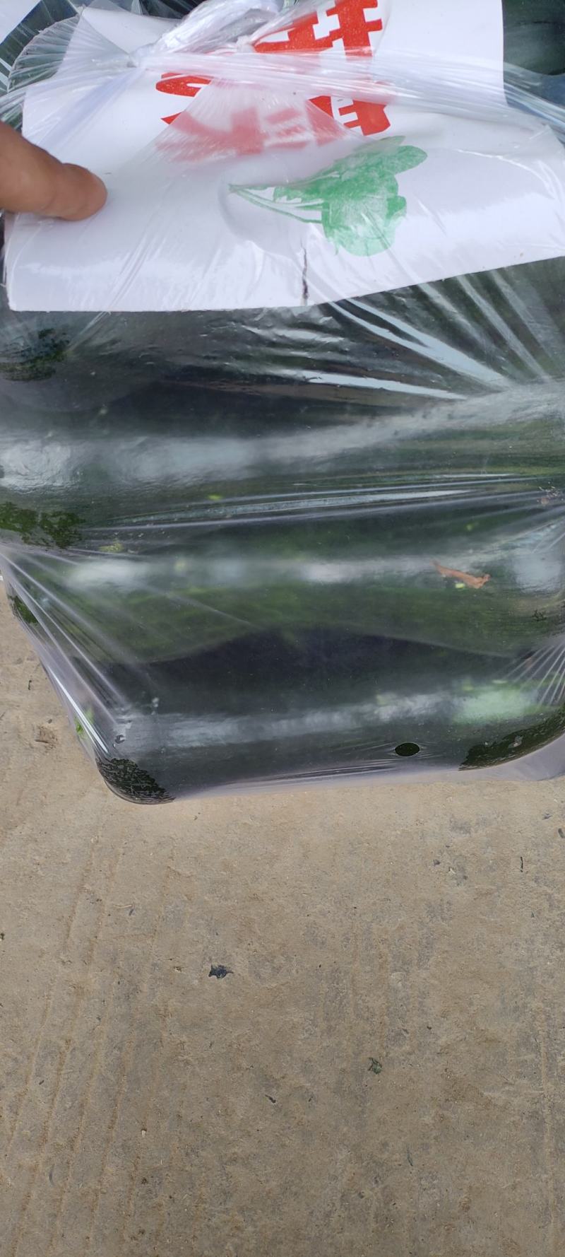 河南精品南瓜大量上市一手货源保质保量