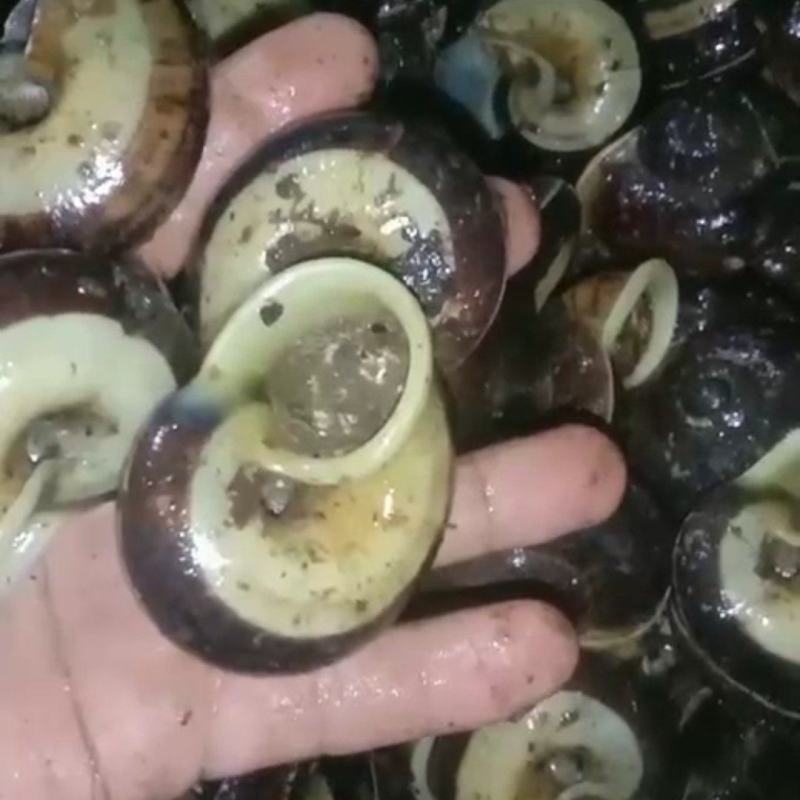原生态蜗牛