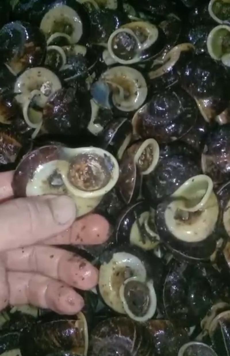 原生态蜗牛
