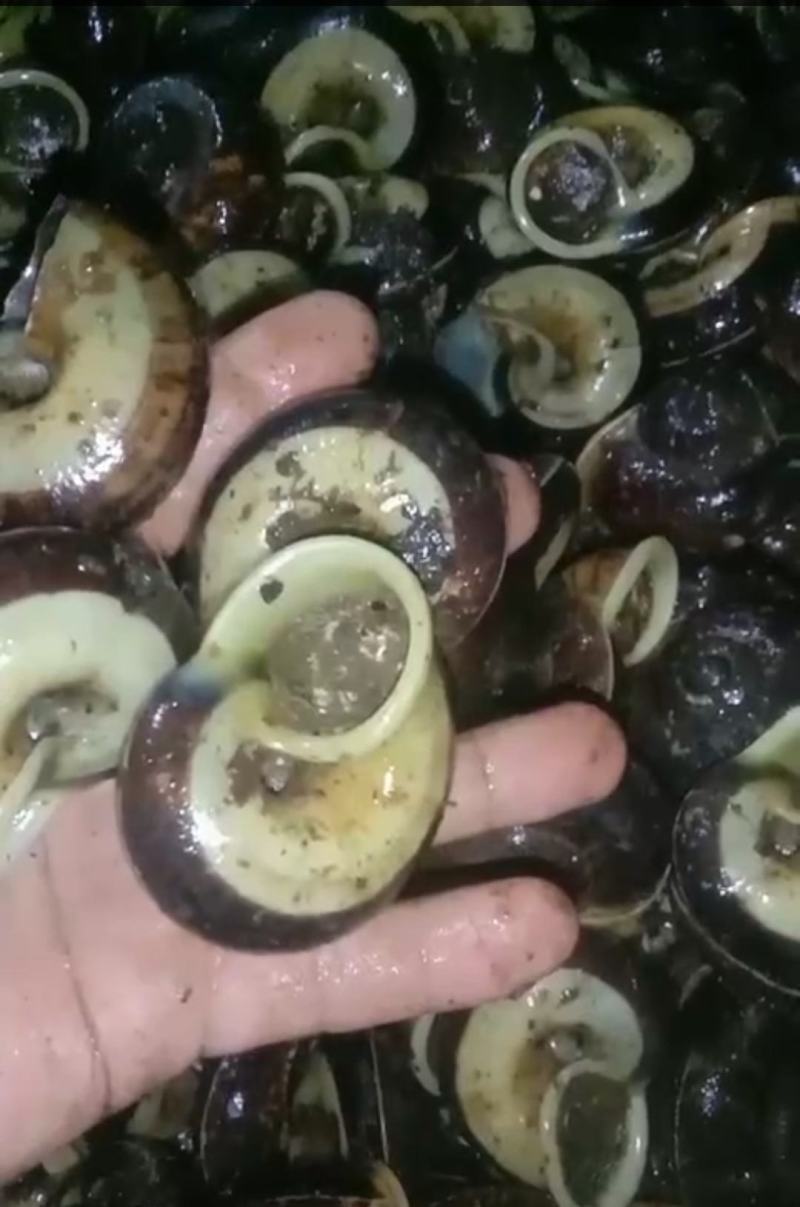原生态蜗牛