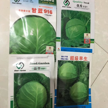 早雷甘蓝种子特价处理春秋品种
