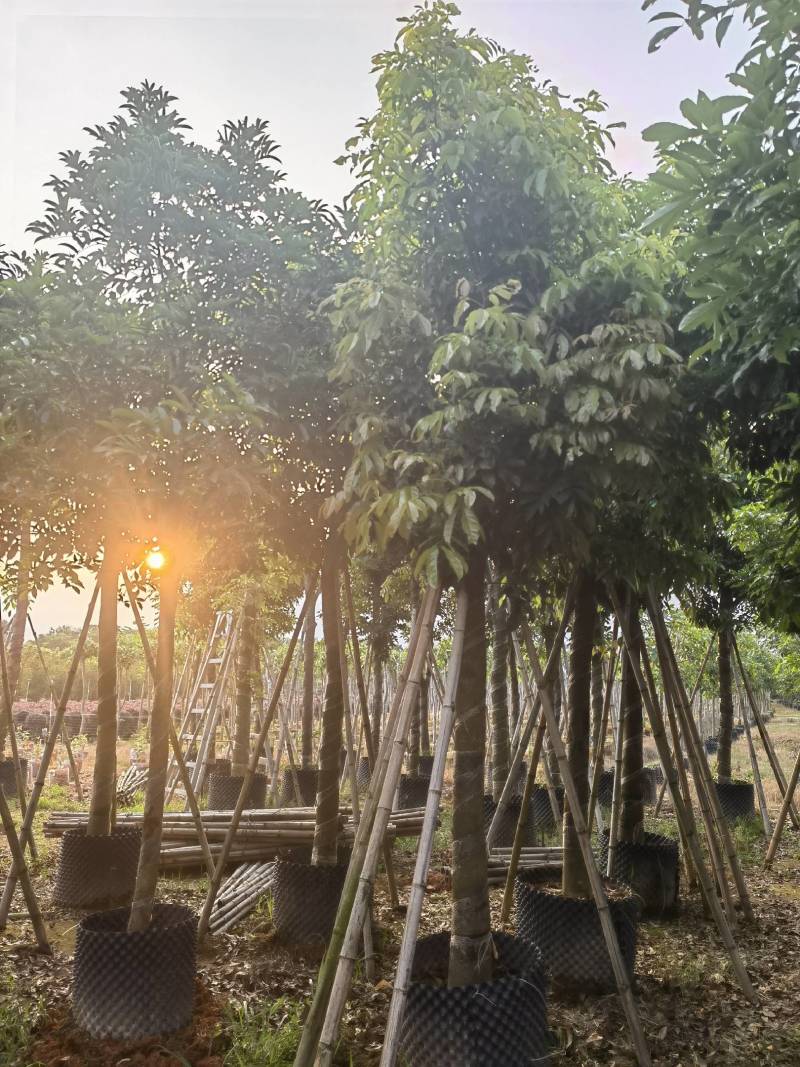 海南红豆自家5-15分特价出售，货真价实欢迎咨询