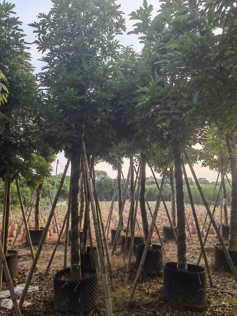 海南红豆自家5-15分特价出售，货真价实欢迎咨询