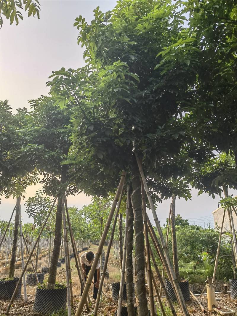 海南红豆自家5-15分特价出售，货真价实欢迎咨询