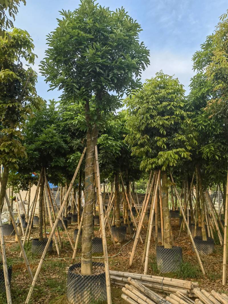 海南红豆自家5-15分特价出售，货真价实欢迎咨询