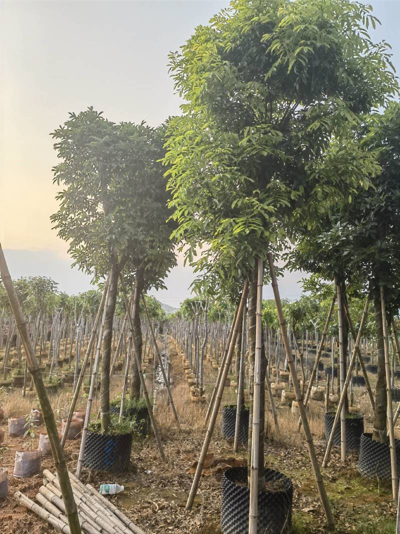 海南红豆自家5-15分特价出售，货真价实欢迎咨询
