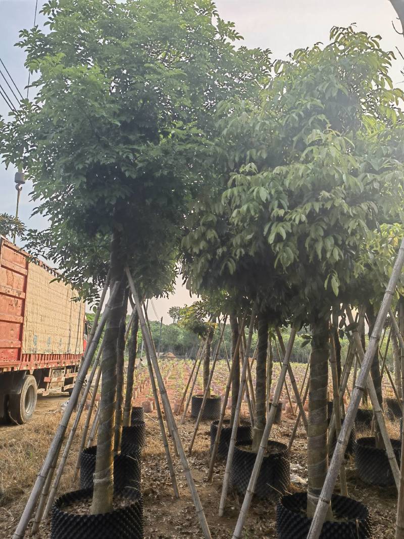 海南红豆自家5-15分特价出售，货真价实欢迎咨询