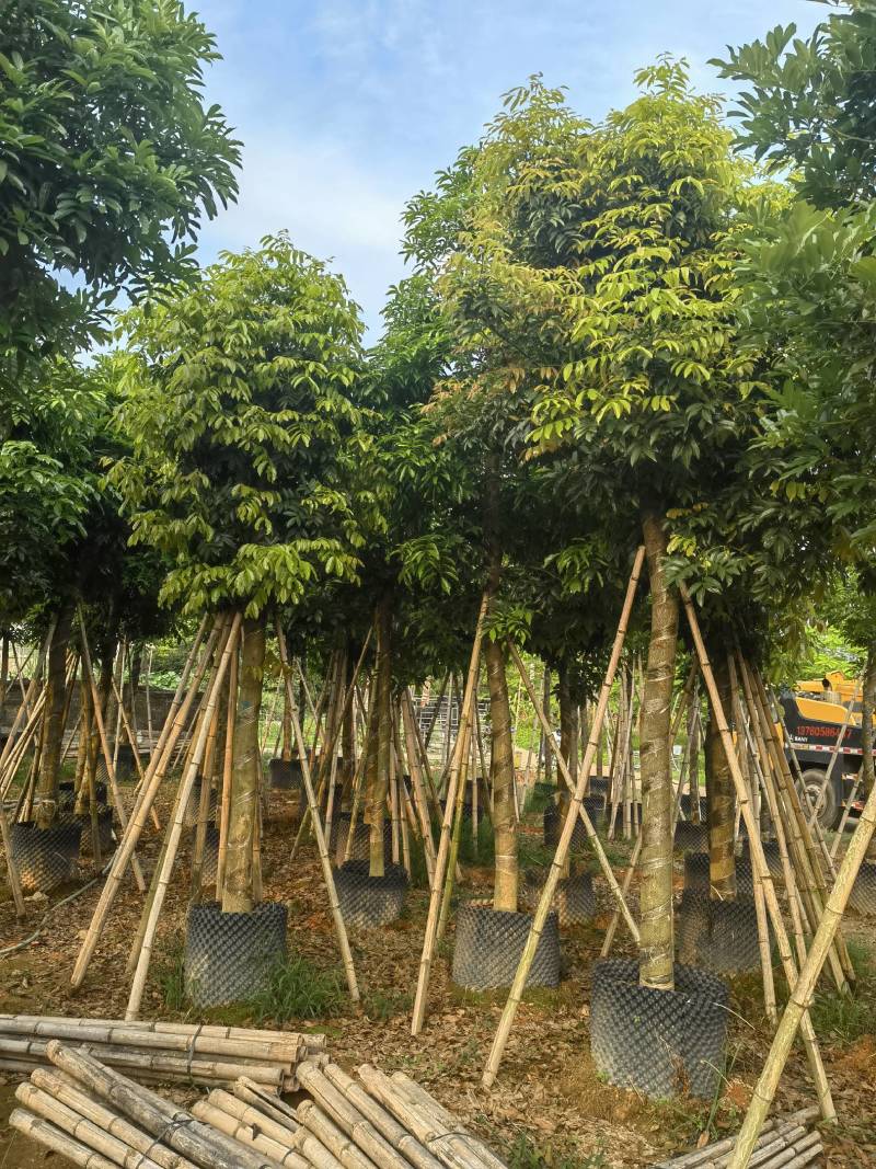 海南红豆自家5-15分特价出售，货真价实欢迎咨询