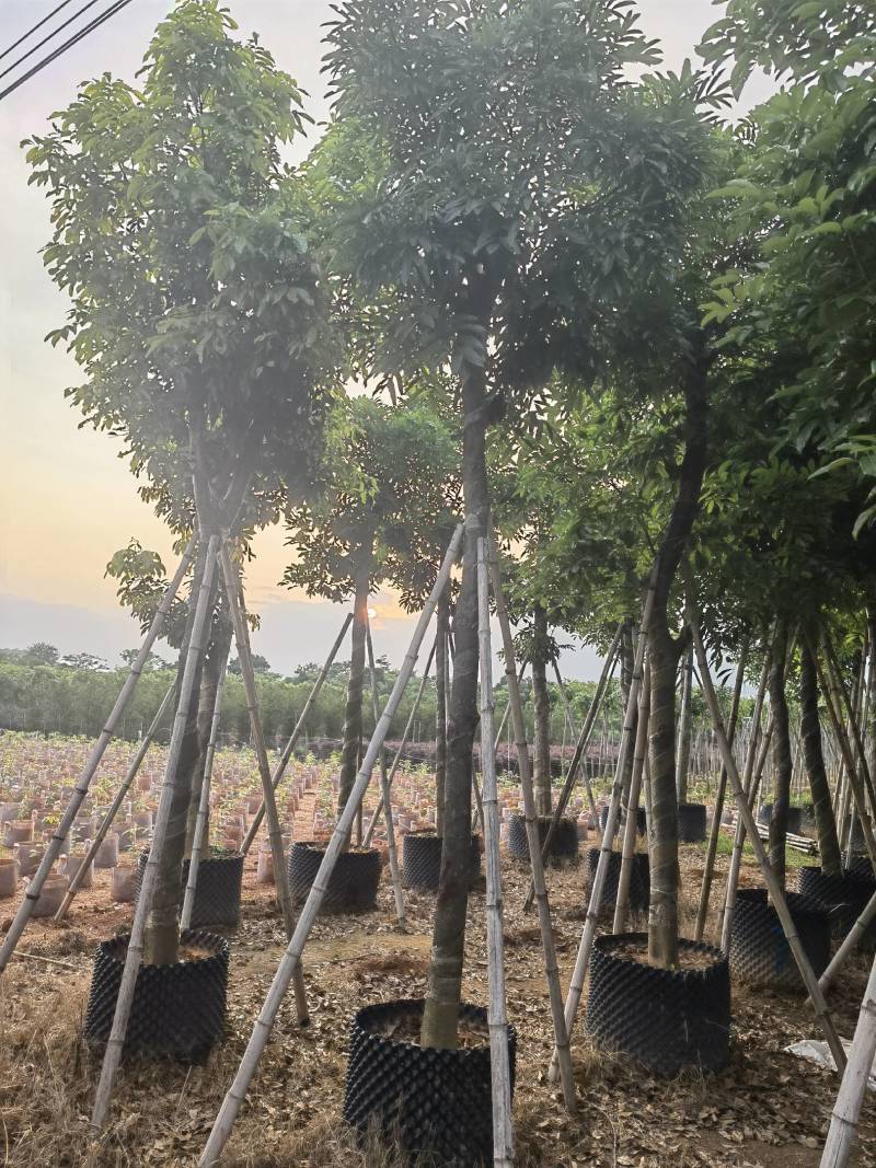 海南红豆自家5-15分特价出售，货真价实欢迎咨询
