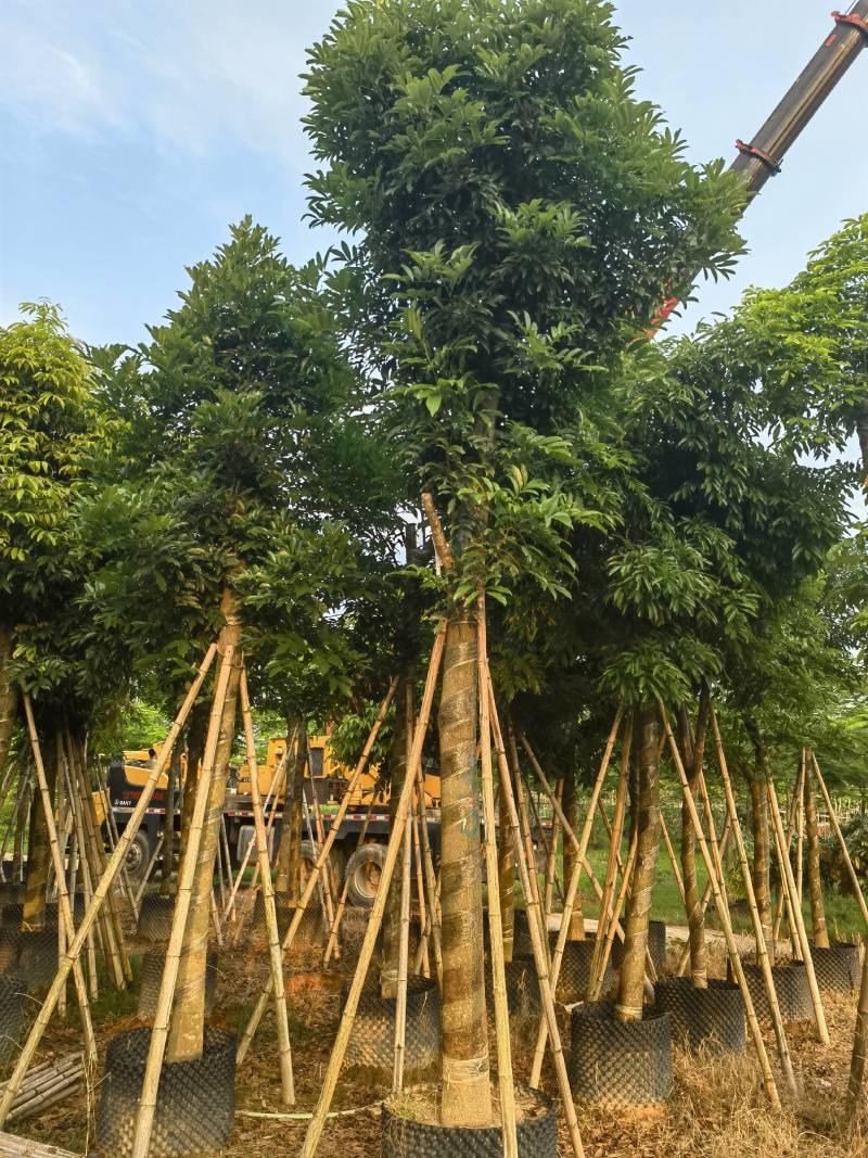 海南红豆自家5-15分特价出售，货真价实欢迎咨询