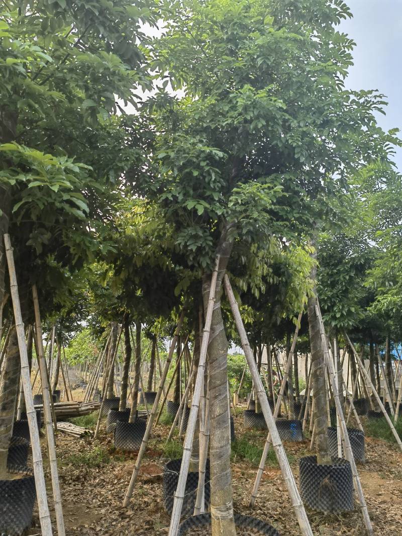 海南红豆自家5-15分特价出售，货真价实欢迎咨询