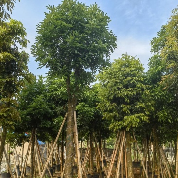 海南红豆自家5-15分特价出售，货真价实欢迎咨询