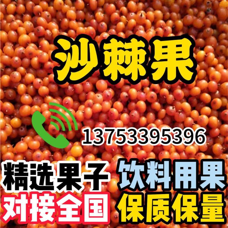 沙棘果沙棘净果，后期果，精选果，无杂质，优选野生小果沙棘