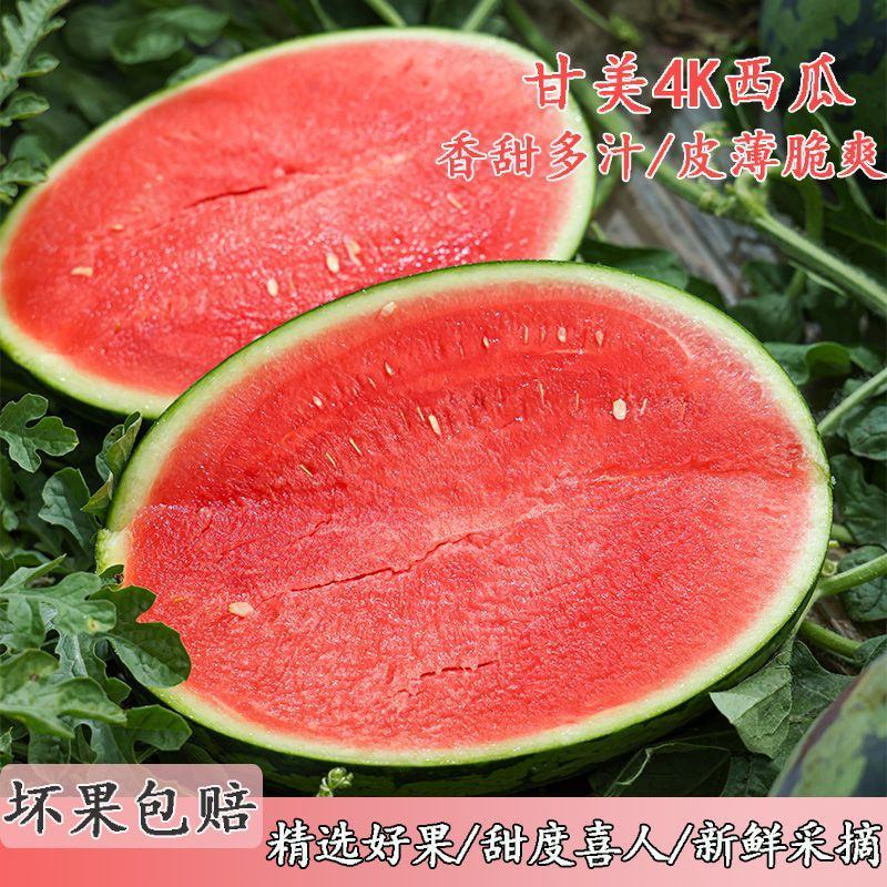 【推荐】陕西甘美4K西瓜产地直发皮薄汁甜对接电商批发商