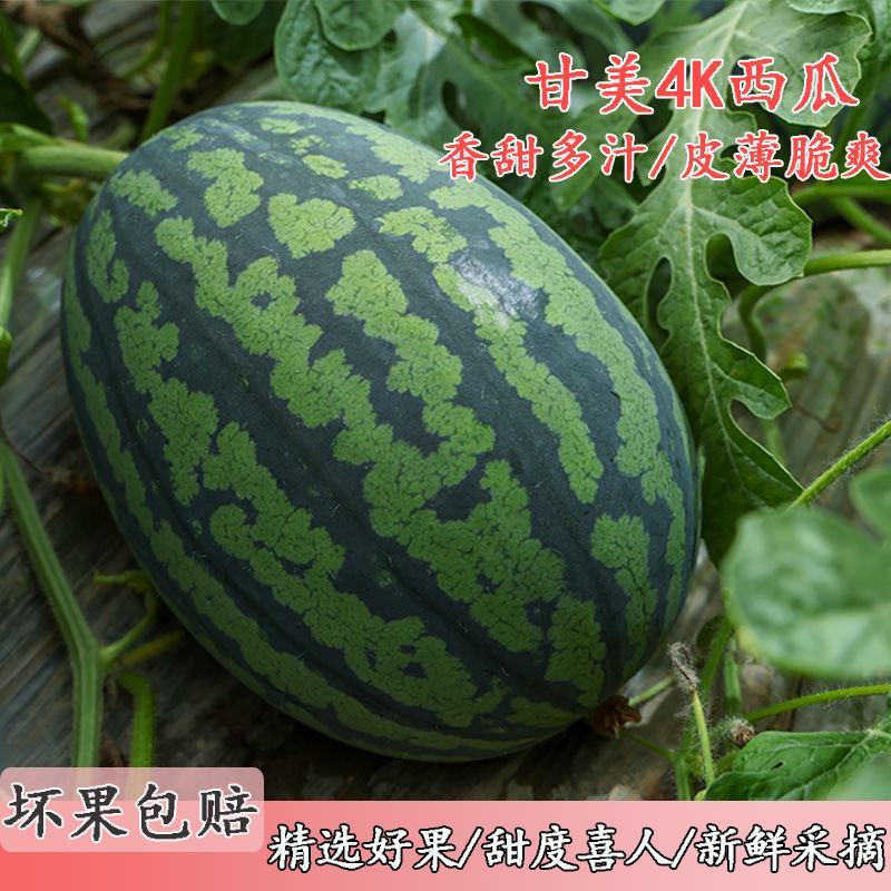 【推荐】陕西甘美4K西瓜产地直发皮薄汁甜对接电商批发商