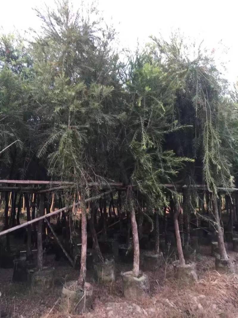 串钱柳（红千层）自家3-15分树形漂亮，货真价实