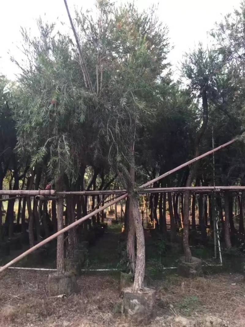串钱柳（红千层）自家3-15分树形漂亮，货真价实