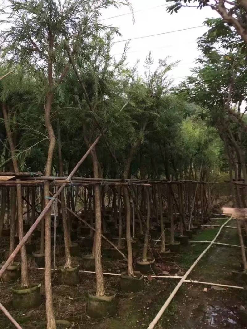 串钱柳（红千层）自家3-15分树形漂亮，货真价实