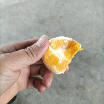 夏橙