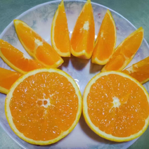 伦晚春橙