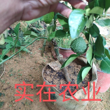 泰国皱皮柠檬苗，柠檬界里的黑马，发货的是小苗哦