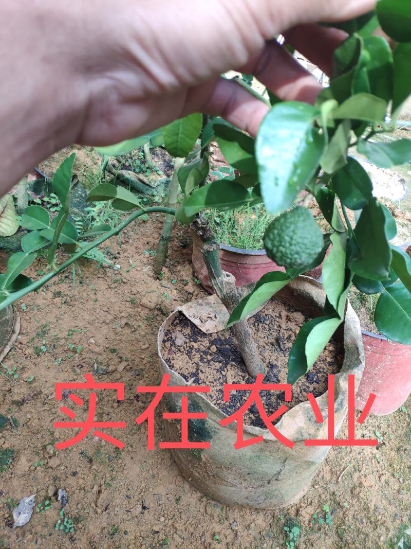 泰国皱皮柠檬苗，柠檬界里的黑马，发货的是小苗哦