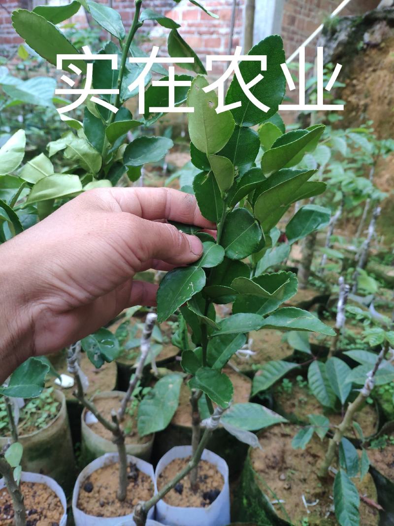 泰国皱皮柠檬苗，柠檬界里的黑马，发货的是小苗哦