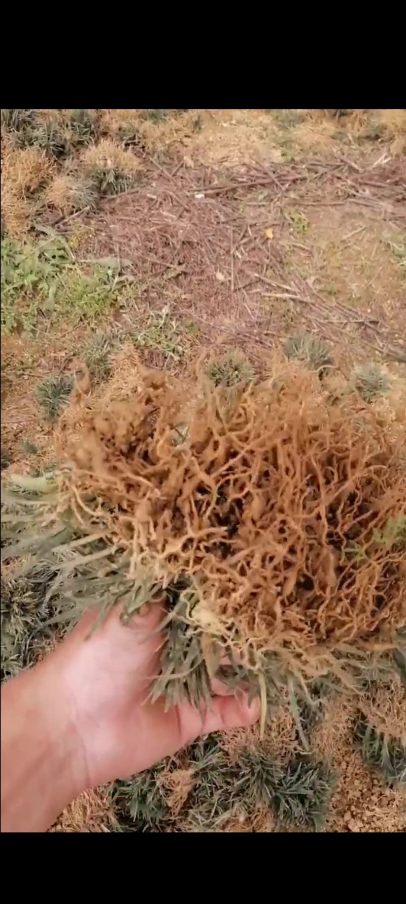 玉龙草地苗