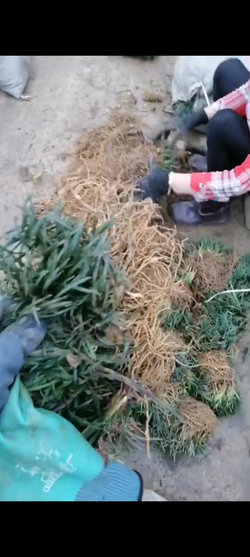 玉龙草地苗