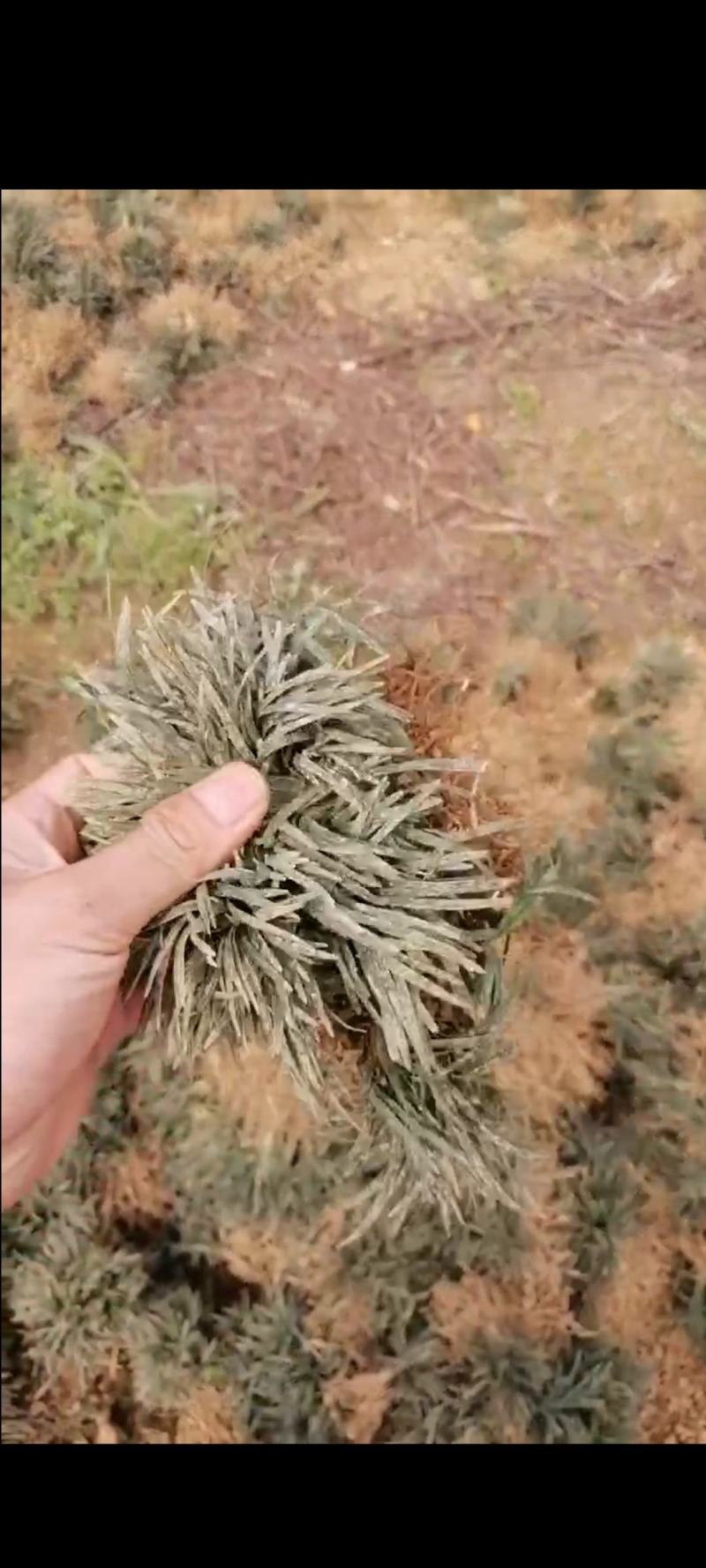 玉龙草地苗