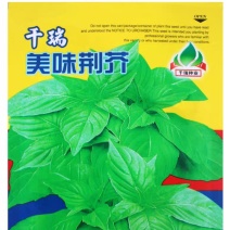 大叶荊芥种子，耐热、抗病、适应性强，全国各地均可种植。
