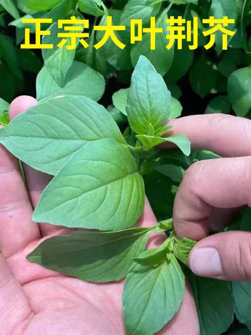 大叶荊芥种子，耐热、抗病、适应性强，全国各地均可种植。