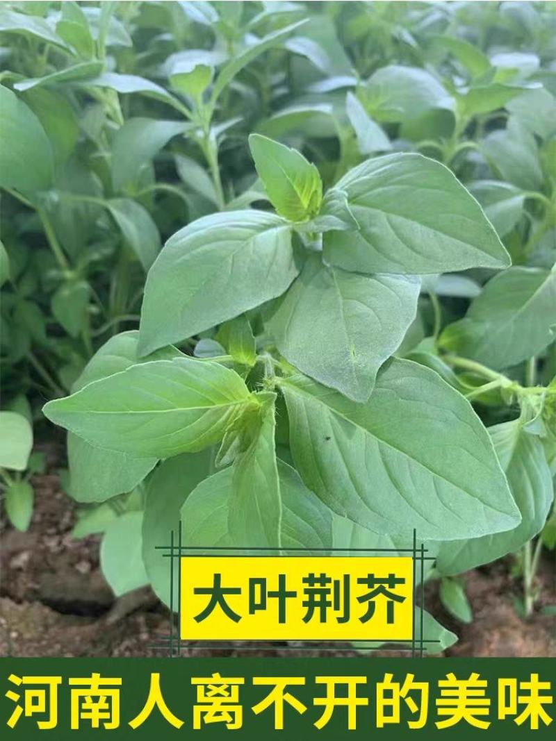 大叶荊芥种子，耐热、抗病、适应性强，全国各地均可种植。